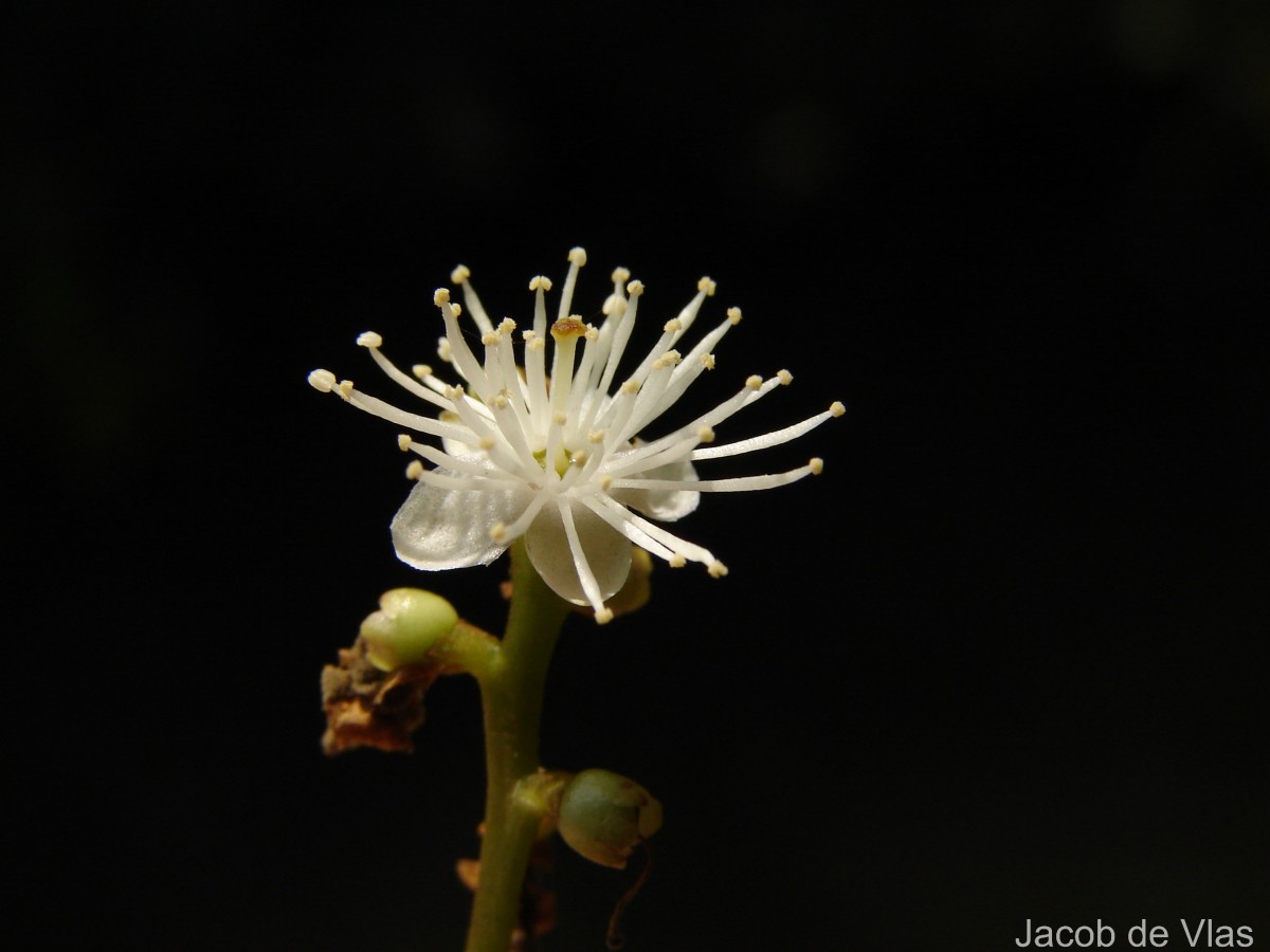 Symplocos acuminata (Blume) Miq.
